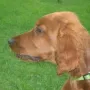 J-Wurf, der Wurf der schönen Köpfe!