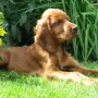 Im neuen Zuhause soll er Jutta auf der Jagd unterstützen.