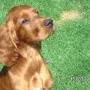 Ist das nicht ein Traumhund, einfach ein J-ler!