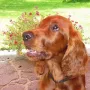 Janosch wird immer mehr ein großer Hund.