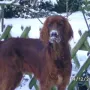 Janosch im Schnee 2010