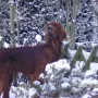 Mit Schnee hat Janosch viel Spaß