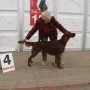 Janosch an der CACIB 2011 in Rheinberg (V4)!!!!