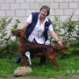Janosch an der CAC Detmold 2011, Jugendklasse V3. Glückwunsch!!