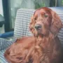 Janosch im Herbst 2011, einfach nur toll dieser Hund!