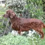 Janosch, bald 9 Jahre alt