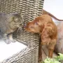 Jean Pierre liebt die Katze.