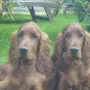 rechts Jean Pierre