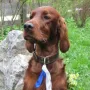 Kathy gewinnt an der IHA Salzburg 2013 V1 CACA und Res.-CACIB