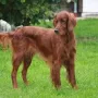 Kathy nach 9 Wochen Aufzucht der Q²-Welpen