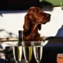 Prost auf die Gebrgsjäger
