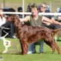 Kathy an der CAC Forst 2015 in der Championklasse