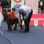 Kathy an der CACIB Wels 2015