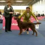 Und Kathy gewinnt dort CACIB und BOS