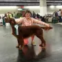 Und Kathy holt an der CACIB Nürnberg 2015 erneut das CACIB 