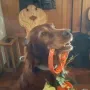 Kathy überreicht zum Praxisjubiläum unseres Tierarztes Pohl eine Halsung in Praxisfarbe und Handynummer