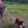 Komtess, fleißig bei der Arbeit.