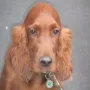 Ein wunderschönes Bild von einem super Hund.
