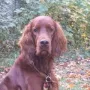 Kamino genießt den Herbst 2011
