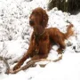Auch Kashmir gefällt der Schnee.