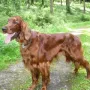 Tolles Gebäude, wunderschöner Hund!