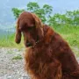 Kashmir im Urlaub
