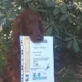 Kashmir besteht die Suchhundeprüfung Stufe Orange B nach K9 Richtlinien. Herzlichen Glückwunsch