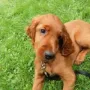 Er soll dort ein brauchbarer Jagdhund werden!