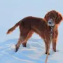 Kenzos erster Schnee 2010