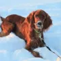 Schnee macht Spaß