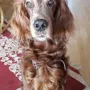 Kenzo 12 Jahre