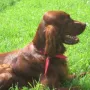 Heute am 12. Juni 2011 hat uns Kimi besucht. 