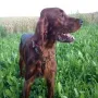 Kimi im Sommer 2011
