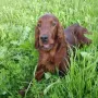 Ich als Züchterin bin stolz auf diesen Hund.