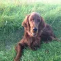 Kimi im Sommer 2012.