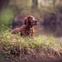 Traumbilder von einem Traumhund