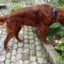 Kiron hat bald Geburtstag.