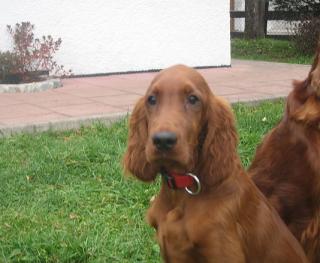 Kody ist zu Familie Fleck nach Feldafing gezogen.