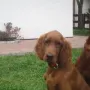 Er unterstützt dort sein Herrchen auf dem Golfplatz!
