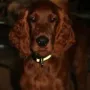 Nun wird Kosmo schon ein kleiner Herr.