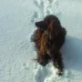 Valko im Winter 2010 