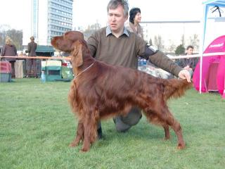 Indy, der Vater unseres M-Wurfes