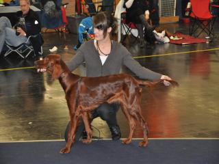 Loni ist zu Familie Geng nach 90552 Röthenbach/Pegnitz gezogen. Hier an der CACIB Nürnberg 2012.  