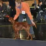 Luna an der CACIB Nürnberg 2012