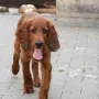 Er ist ein sehr angenehmer kleiner roter Bub.