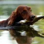 Und apportiere aus dem Wasser...hi..