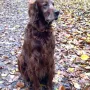 Lord Yanni 10,5 Jahre