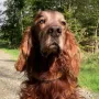 Lord Yanni gute 13 Jahre alt