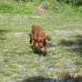 Lenzi der Wirbelwind!