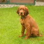 Toller Hund, Lenzi!
